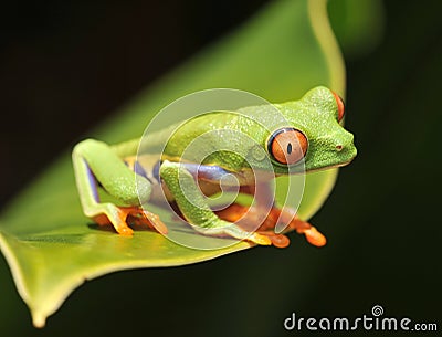 Red eyed green tree frog, costa rica Stock Photo