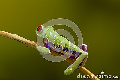 Red Eyed Green Tree Frog profile Stock Photo