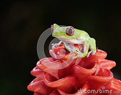 red-eyed green tree frog on red flower in tropical Costa Rica forest. Stock Photo