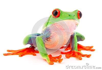 Red eyed monkey tree frog, Agalychnis callydrias Stock Photo