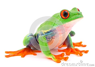Red eyed monkey tree frog tropical animal from the rain forest in Costa Rica Stock Photo