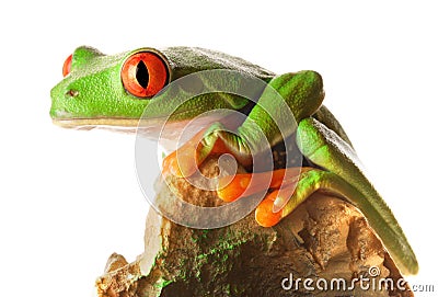 Red Eyed Tree Frog Stock Photo