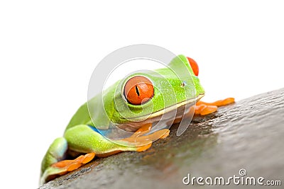 Red-eyed tree frog Stock Photo