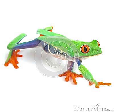 Red eyed tree frog Stock Photo