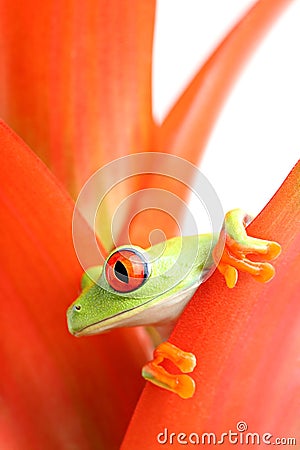 Red-eyed tree frog Stock Photo