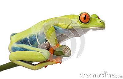 Red-eyed Tree Frog - Agalychnis callidryas Stock Photo