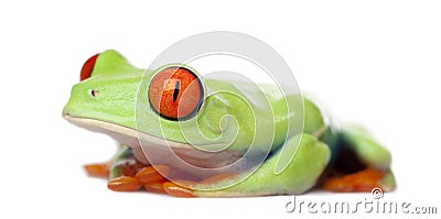 Red-eyed Tree Frog - Agalychnis callidryas Stock Photo