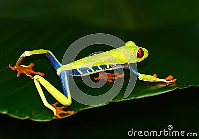 Red-eyed Tree Frog, Agalychnis callidryas, animal with big red eyes, in the nature habitat, Costa Rica. Beautiful exotic animal fr Stock Photo