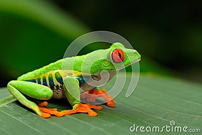 Red-eyed Tree Frog, Agalychnis callidryas, Costa Rica Stock Photo