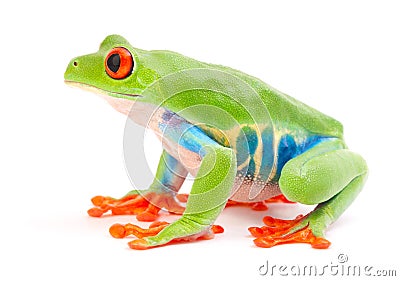 Red eyed tree frog, Agalychnis callydrias from the tropical rain forest Stock Photo