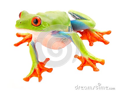 Red eyed tree frog with big eyes Stock Photo