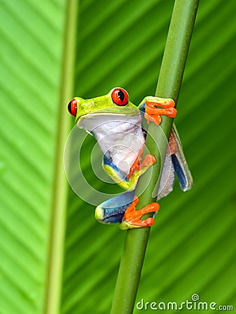 Red eyed tree frog, cahuita, puerto viejo, costa rica Stock Photo