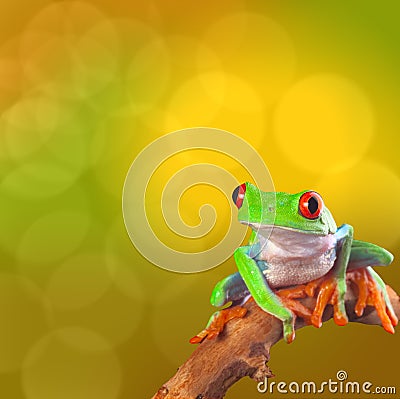tropical red eyed tree frog Costa Rica Stock Photo