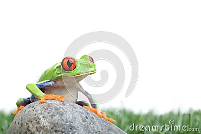 Red-eyed tree frog on rock Stock Photo