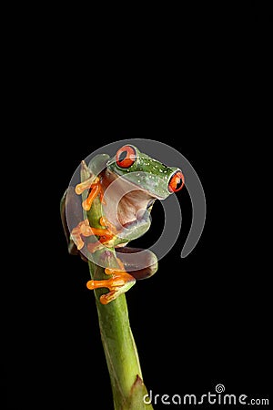 Red Eyed Tree Frog - Studio Captured Image Stock Photo