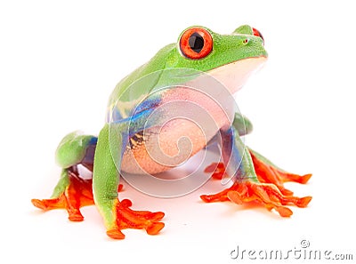 Red eyed tree frog a tropical animal Stock Photo