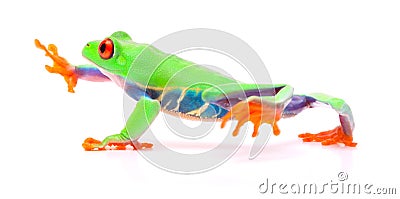 Red eyed tree frog walking, Agalychnis callydrias Stock Photo