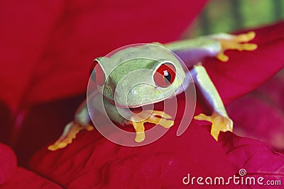 Red-eyed Treefrog Stock Photo