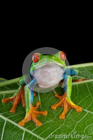 Red-eyed treefrog Stock Photo