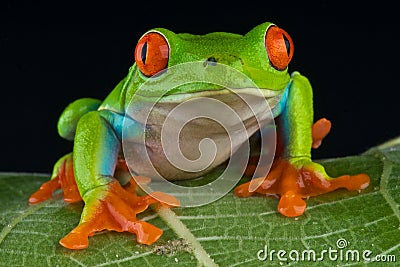 Red-eyed treefrog Stock Photo