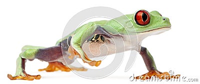 Red-eyed Treefrog, Agalychnis callidryas Stock Photo