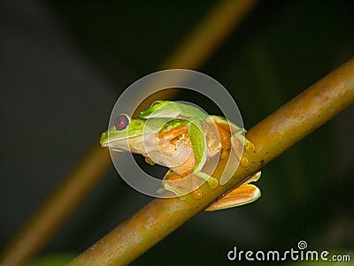 Red-eyed treefrogs Stock Photo