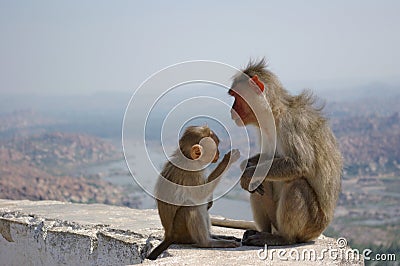 Red face monkey Rhesus macaque Macaca mulatta Stock Photo