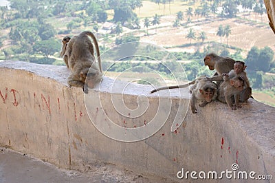 Red face monkey Rhesus macaque Macaca mulatta Stock Photo