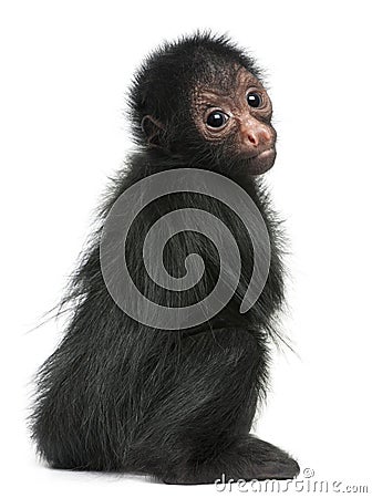 Red-faced Spider Monkey, Ateles paniscus Stock Photo