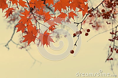 Red fall berries Stock Photo