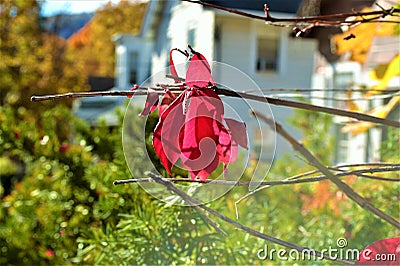 Red. Fall. Fall foliage Stock Photo