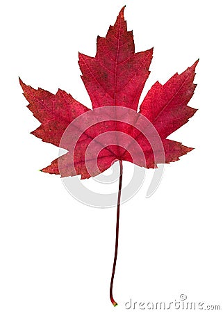 Red fall leaf Stock Photo