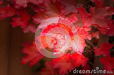 Red fall maple tree leaves background Stock Photo