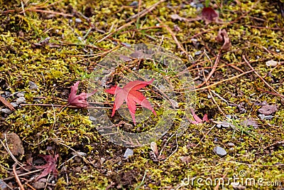 A red fallen maple leaf on the moss covered ground. Ohara Kyoto Stock Photo