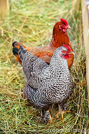 Red, farm chickens in the countryside farm Stock Photo