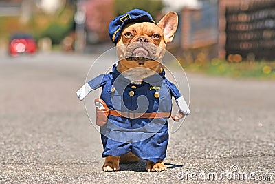 Red fawn French Bulldog dog wearing funny police officer uniform costume with fake arms Stock Photo