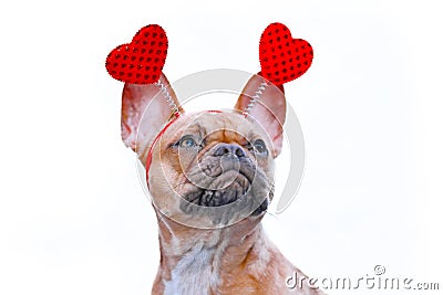 Red fawn French Bulldog dog wearing funny Valentine headband with hearts on white background Stock Photo