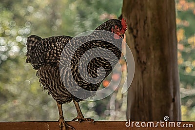 Red female chicken foraging in farm yard in summer Stock Photo