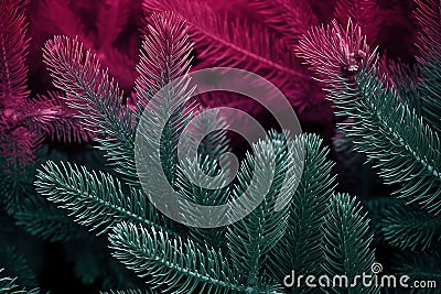 Red fern leaves. Pine branches on dark backdrop of young pine forest. Stock Photo