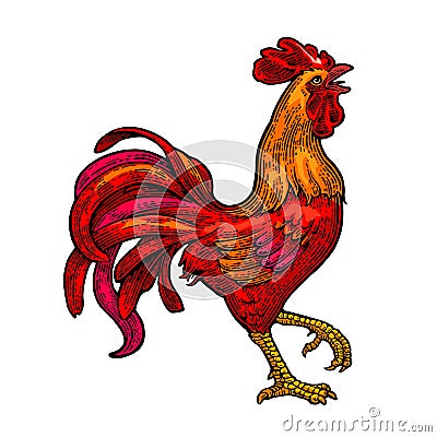 Red fiery rooster. Vintage black vector engraving illustration Vector Illustration