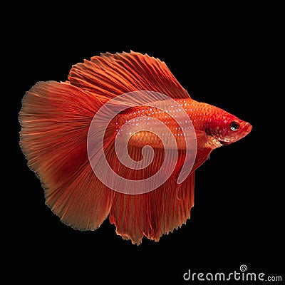 Red fighting fish, betta fish on black background, Betta splendens Stock Photo