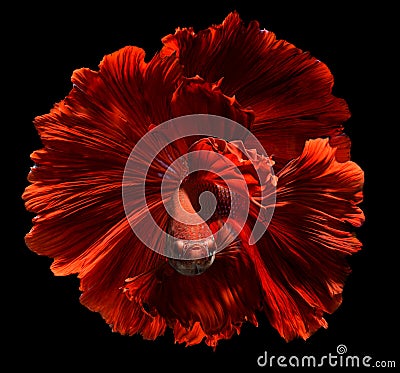 Red fighting fish with flutter waver fins swimming Stock Photo