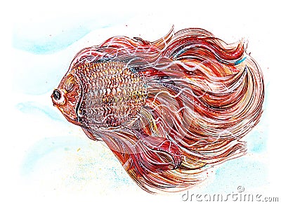 Red Fighting fish paint Thai applied art has clipping paths Stock Photo