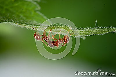 Red fire ant Stock Photo