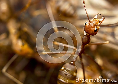 Red fire ants Stock Photo