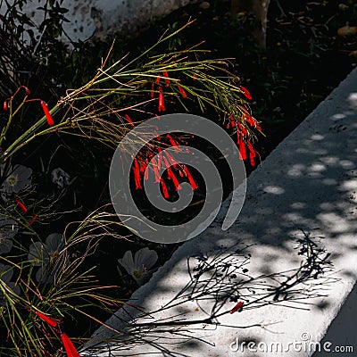 Red Firecracker blooms and stems cast shadow on wall below Stock Photo