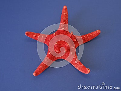 Red fish star Stock Photo