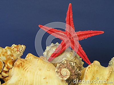 Red fish star and shells Stock Photo