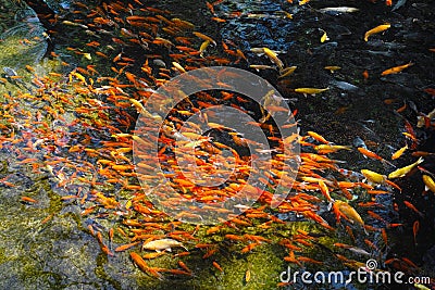 Red fish swarm Stock Photo