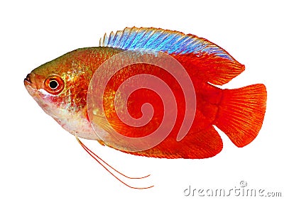 Red Flame gourami Trichogaster lalius freshwater aquarium fish isolated on white Stock Photo